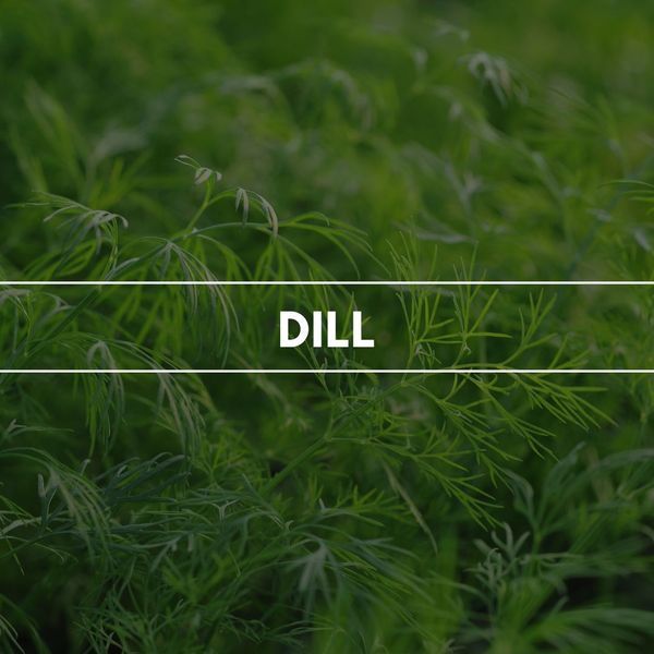 DILL Аэрозольный ароматический освежитель воздуха REIMAROM 300274 фото